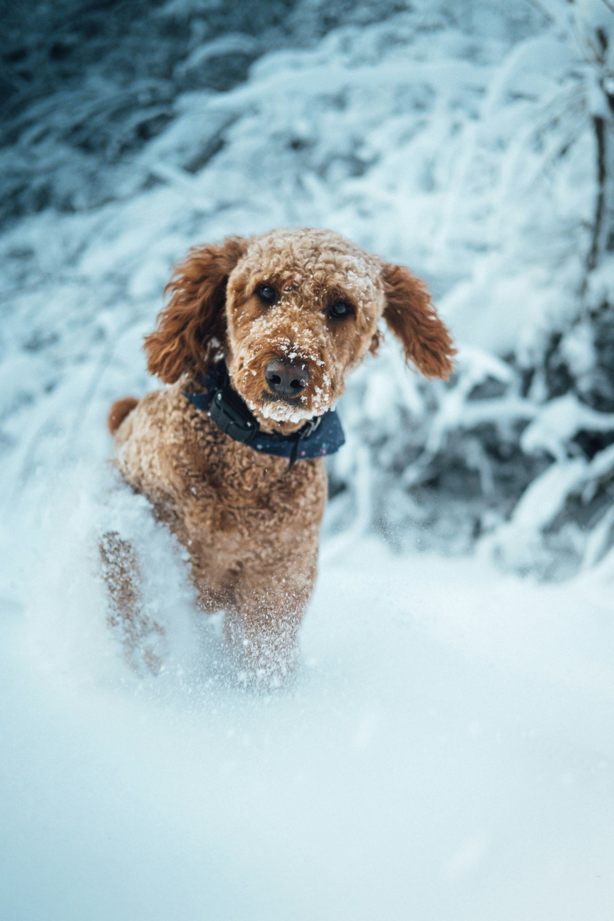 Winter Paw Care